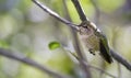 Female Anna`s hummingbird Calypte anna at rest Royalty Free Stock Photo
