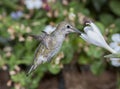Female Anna's Hummingbird Royalty Free Stock Photo