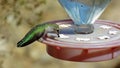 Female Anna`s Hummingbird Drinking from Feeder