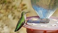 Female Anna`s Hummingbird at Feeder