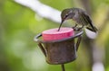 Female Anna`s hummingbird at a feeder Royalty Free Stock Photo