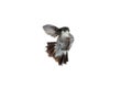 Female Anna`s hummingbird looking at camera with wings forward in flight Royalty Free Stock Photo