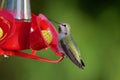 Female Anna`s hummingbird perches on bright red bird feeder showing iridescent feathers, with blurred green background Royalty Free Stock Photo