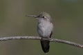 Perched Hummingbird in a garden.