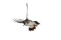 Female Anna`s hummingbird with wings extended back in flight Royalty Free Stock Photo