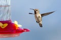 Female Anna's Hummingbird Royalty Free Stock Photo