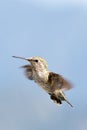 Female Anna's Hummingbird Royalty Free Stock Photo