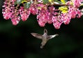 Female annas hummingbird Royalty Free Stock Photo