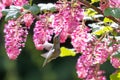 Female annas hummingbird Royalty Free Stock Photo