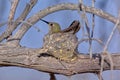 Female Annas Hummingbird on nest in Arizona Royalty Free Stock Photo