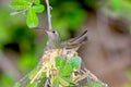 Female Annas Hummingbird sitting on nest in Arizona Royalty Free Stock Photo