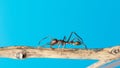 female Ant Mimic jumping spider on a branch stock photo