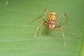 Female ant-mimic spider Royalty Free Stock Photo