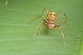 Female ant-mimic spider