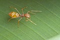 Female ant-mimic spider Royalty Free Stock Photo
