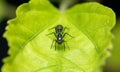 Female Ant Mimicking Spider Royalty Free Stock Photo