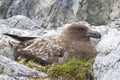 Female Antarctic or brown skua who sits on the eggs Royalty Free Stock Photo