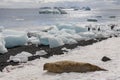 Antarctic fur seal - Brown Bluff - Antarctica Royalty Free Stock Photo