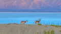 Female Antelope against Utah Lake and mountain Royalty Free Stock Photo