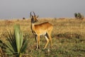 Female Antelope Ugandan Kob Royalty Free Stock Photo