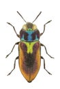 Female of Anthaxia midas