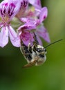 Anthophota bee geranium approaching flower