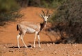 Arabian sand gazelle - Arabian Peninsula