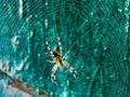 Female Araneus cavaticus on a web. Cross spiders are nocturnal. Blurred green background