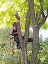 Female Forest Worker up a tree Royalty Free Stock Photo