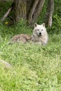 Female arctic wolf nursing her pups
