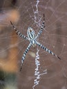 A female Argiope spider in a web by a wood fence Royalty Free Stock Photo
