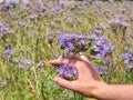 Female arm with blossom of phacelia flowers in hand
