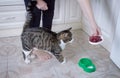 Female arm feeding pet cat with meat from feeding bowl Royalty Free Stock Photo