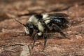 Female Ashy Mining Bee Royalty Free Stock Photo