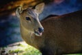 Female Asian Eld`s Deer Royalty Free Stock Photo