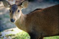 female Asian Eld`s Deer Royalty Free Stock Photo