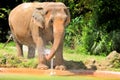 Female Asian elephant drinking water Royalty Free Stock Photo