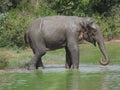 A wild elephant out for a sip of water on a heaty day in Udawalawa national park in Sr Lanka. Royalty Free Stock Photo