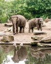 Female Asian elephant Elephas maximus with subadult near pond Royalty Free Stock Photo