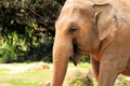 Female Asian elephant smiling Royalty Free Stock Photo