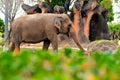 Female Asian elephant walking Royalty Free Stock Photo