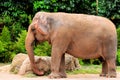 Female Asian elephant in zoo Royalty Free Stock Photo