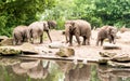 Female Asian elephants Elephas maximus with subadults near pond Royalty Free Stock Photo