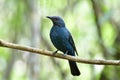 Female of Asian fairy-bluebird (Irena puella) beautiful all dule blue bird with red eyes perching on wooden vine