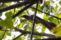 A female Asian Koel, Eudynamys scolopaceus Royalty Free Stock Photo