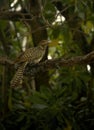 Female Asian Koel perched on a tree branch Royalty Free Stock Photo