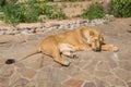 Female Asian lion Latin: Panthera leo persica resting on rocks against a background of green bushes on a clear sunny day.