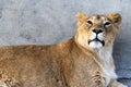 Female Asiatic Indian lion Panthera leo persica