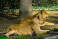 Female Asiatic lion couple laying together on the ground, Wild tropical cats