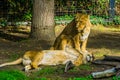 Female Asiatic lion couple together, wild tropical cats, Endangered animal specie from Asia